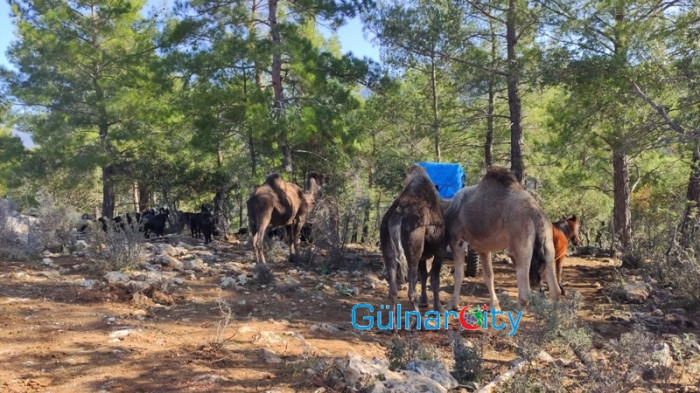 Sarıkecililer