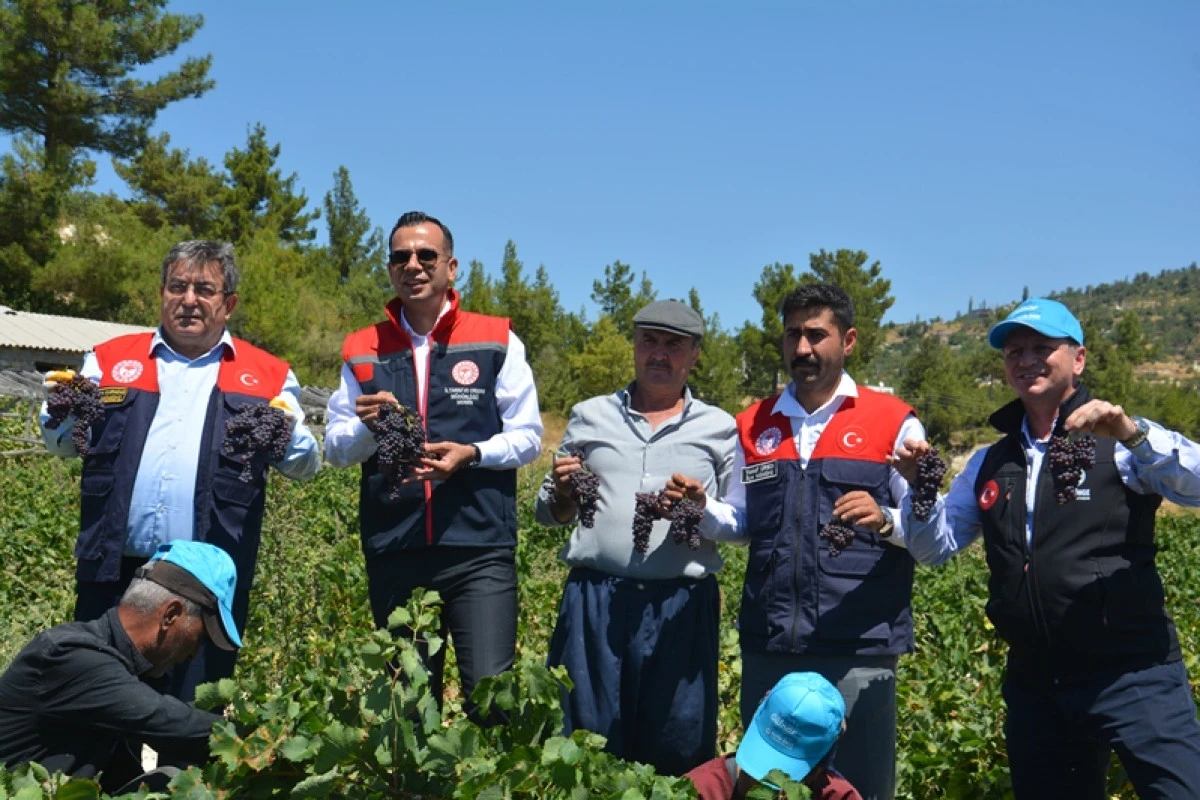 Mersin&rsquo;in G&uuml;lnar il&ccedil;esinde y&ouml;re ekonomisine &ouml;nemli katkı sağlayan kuş &uuml;z&uuml;m&uuml;nde hasat sezonu başladı.