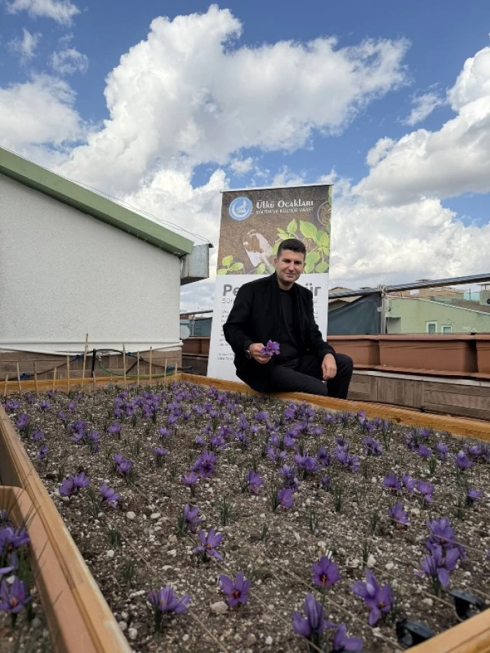 Ülkü Ocakları Genel Merkezi’nin Terasında Safran Hasadı!