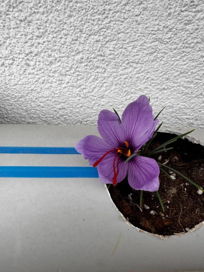 Ülkü Ocakları Genel Merkezi’nin Terasında Safran Hasadı!